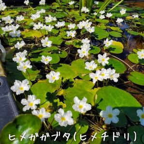 【青い森めだか】水生植物・水草「ヒメガガブタ」5株