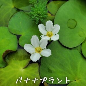 【青い森めだか】水生植物・水草「バナナプラント」3株