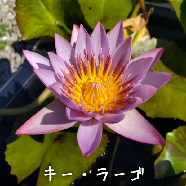 【青い森めだか】熱帯睡蓮・スイレン・水草「キーラーゴ/キーラルゴ」ムカゴ2つ