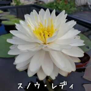【青い森めだか】耐寒性睡蓮・スイレン・水草「スノウ・レディ」1株