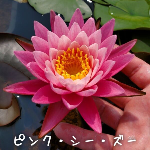 【青い森めだか】耐寒性睡蓮・スイレン・水草「ピンク・シー・ズー」1株