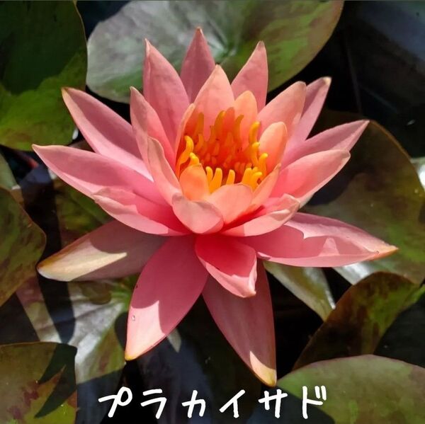 【青い森めだか】耐寒性睡蓮・スイレン・水草「プラカイサド」1株