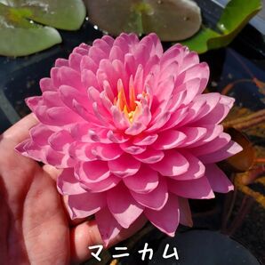 【青い森めだか】耐寒性睡蓮・スイレン・水草「マニカム」1株