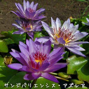 【青い森めだか】熱帯睡蓮・スイレン・水草「サンジバリエンシス・アズレア」バルブ1つ