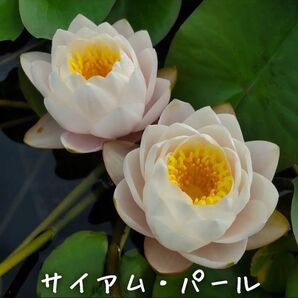 【青い森めだか】耐寒性睡蓮・スイレン・水草「サイアム・パール」1株