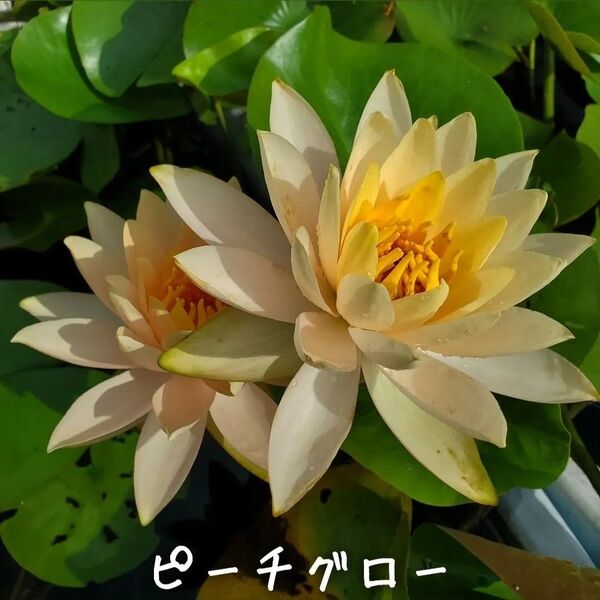【青い森めだか】耐寒性睡蓮・スイレン・水草「ピーチ・グロー」1株