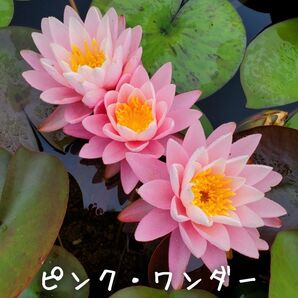 【青い森めだか】耐寒性睡蓮・スイレン・水草「ピンク・ワンダー」1株