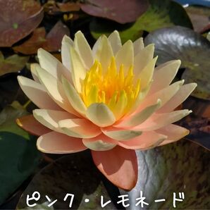 【青い森めだか】耐寒性睡蓮・スイレン・水草「ピンク・レモネード」1株