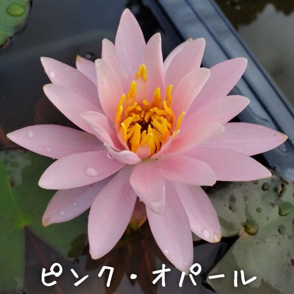 【青い森めだか】耐寒性睡蓮・スイレン・水草「ピンク・オパール」1株