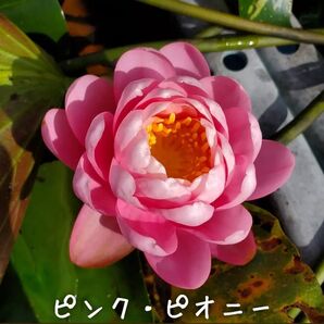 【青い森めだか】耐寒性睡蓮・スイレン・水草「ピンク・ピオニー」1株