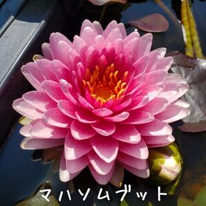 【青い森めだか】耐寒性睡蓮・スイレン・水草「マハソムブット」1株