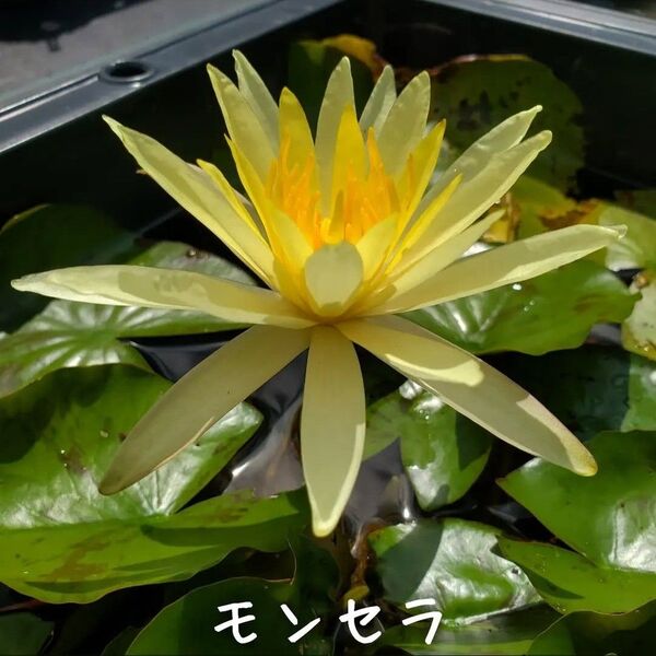 【青い森めだか】耐寒性睡蓮・スイレン・水草「モンセラ」1株
