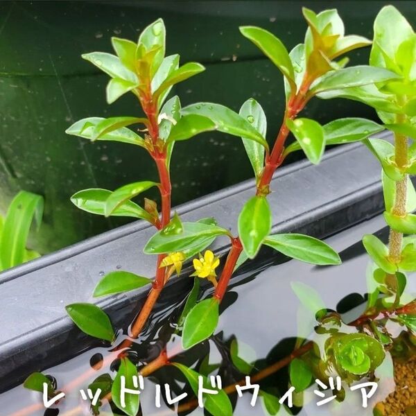 【青い森めだか】水生植物・水草「レッド・ルドウィジア」10本
