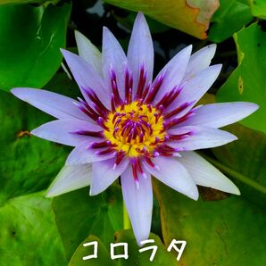 【青い森めだか】熱帯睡蓮・スイレン・水草「コロラタ」バルブ1つ