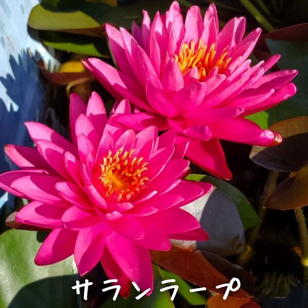 【青い森めだか】耐寒性睡蓮・スイレン・水草「サランラープ」1株