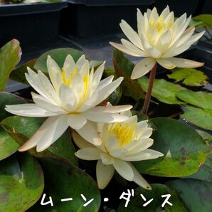【青い森めだか】耐寒性睡蓮・スイレン・水草「ムーン・ダンス」1株