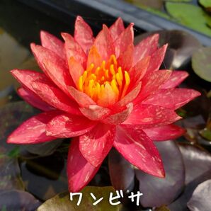 【青い森めだか】耐寒性睡蓮・スイレン・水草「ワンビサ」1株