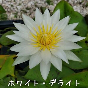 【青い森めだか】熱帯睡蓮・スイレン・水草「ホワイト・デライト」バルブ1つ