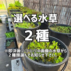 【青い森めだか】水生植物・水草「選べる水草2種」