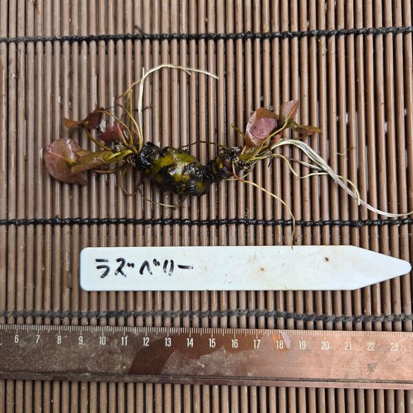 【青い森めだか】耐寒性睡蓮・スイレン・水草「ラズベリー」1株