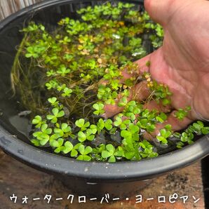 【青い森めだか】水生植物・水草「ウォータークローバー・ヨーロピアン」1ポット