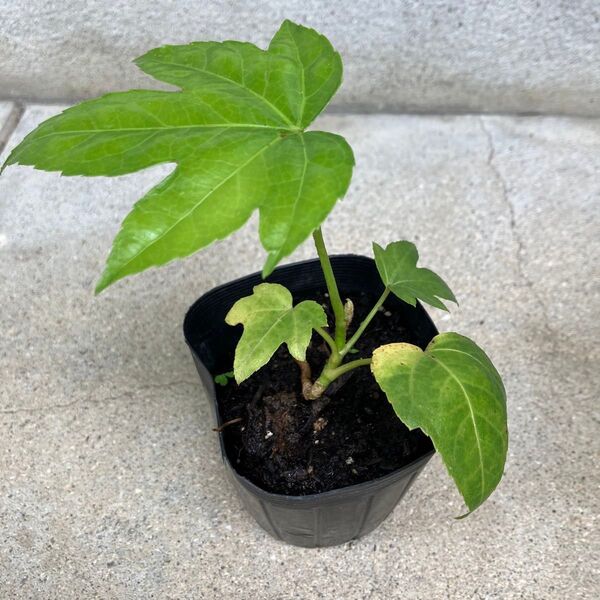 《やつで》新芽取り株☆ユニークな葉っぱ☆観葉植物☆庭植え☆鉢植え