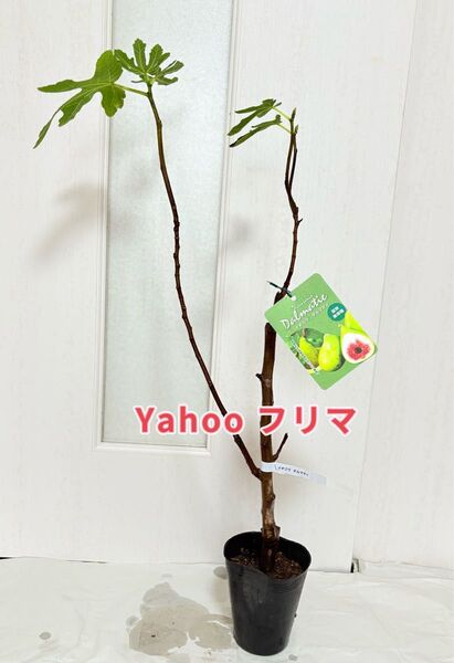 イチジク ダルマテイ 4号ポット苗 大果・夏秋兼用種 苗木