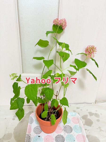 アナベル ピコティシャルマン 開花中 蕾付き