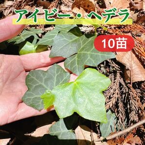 アイビーの抜き苗10本