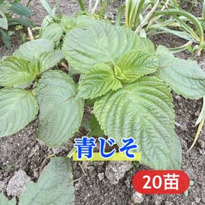 青じそ 抜き苗 20本