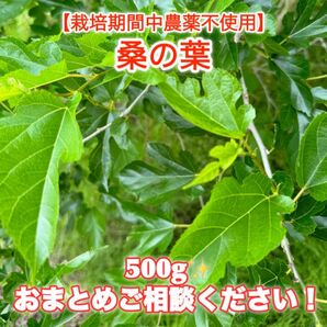 採れたて!桑の葉新芽【500g】