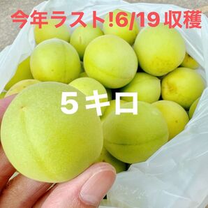 本日収穫!青梅【5キロ】 朝採れ