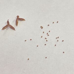 ビオララブラドリカ 種 20粒+おまけ5粒 2025年取れたて 黒葉すみれ 種子