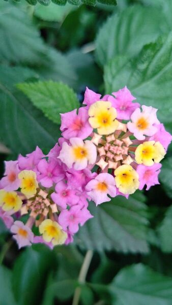 ランタナ挿し木用カット枝10本