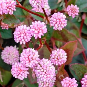 ポリゴナム挿し木用カット枝20本