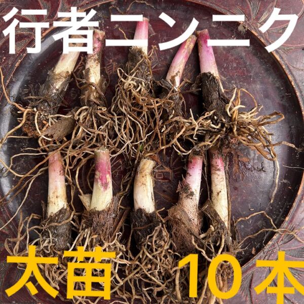 北海道産 行者ニンニク 根のみ 太苗10本 お試し ネコポス発送