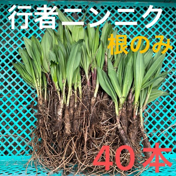 北海道産行者にんにく 北海道産 行者ニンニク アイヌネギ ヒトビロ 根付き 苗 山菜 40本