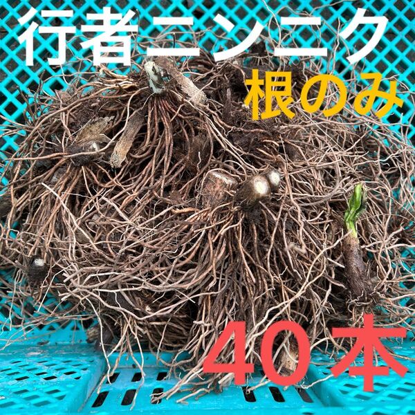 野菜の球根(根付き) 行者ニンニク 根のみ 苗 球根 20本