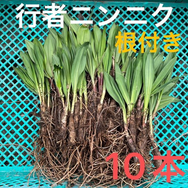 北海道産 行者ニンニク アイヌネギ ヒトビロ 根付き 苗 山菜 10本 北海道産行者にんにく春苗