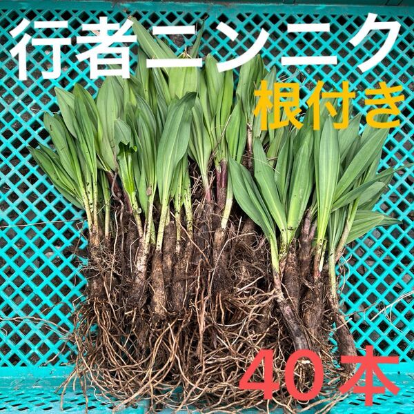 北海道産行者にんにく春苗 北海道産 行者ニンニク アイヌネギ ヒトビロ 根付き 苗 山菜 40本