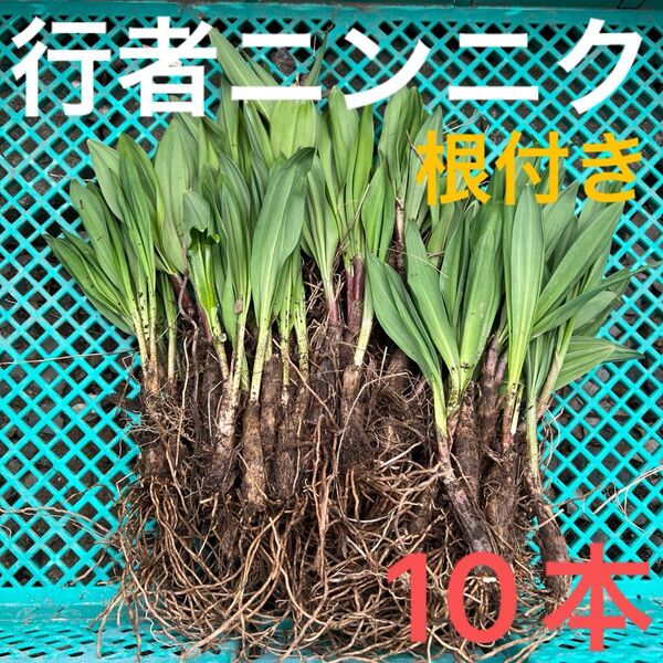 北海道産行者にんにく 北海道産 行者ニンニク アイヌネギ ヒトビロ 根付き 苗 山菜 10本