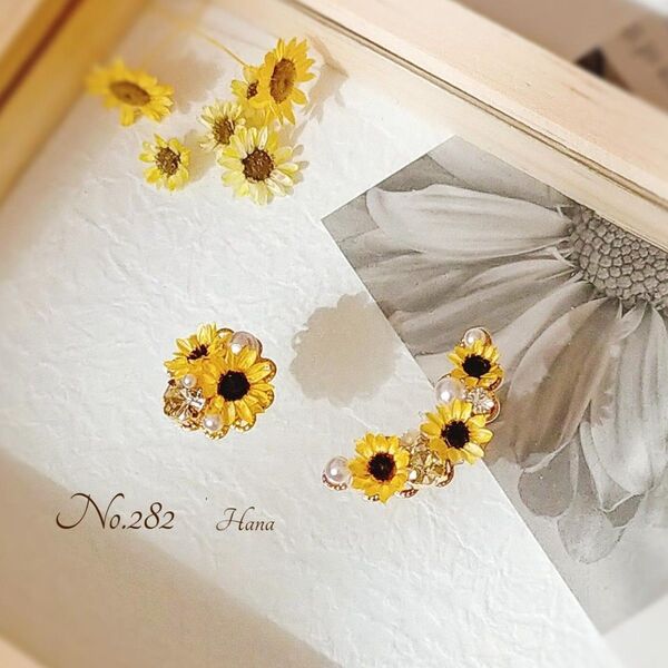 No.282 ひまわりのイヤーカフ 本物のお花のピアス イヤリング 向日葵