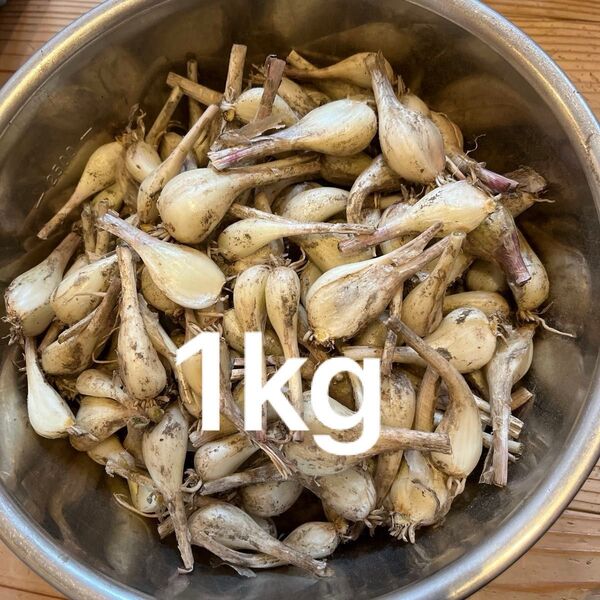 らっきょう 鹿児島県産 1kg