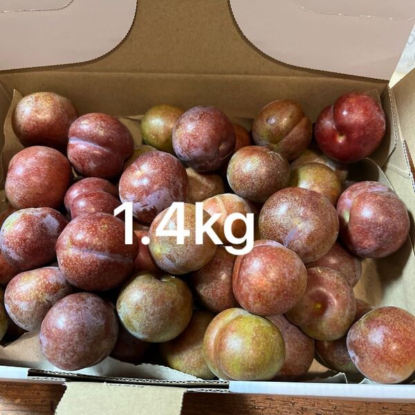 プラム 1.4kg(箱込み) 鹿児島県産