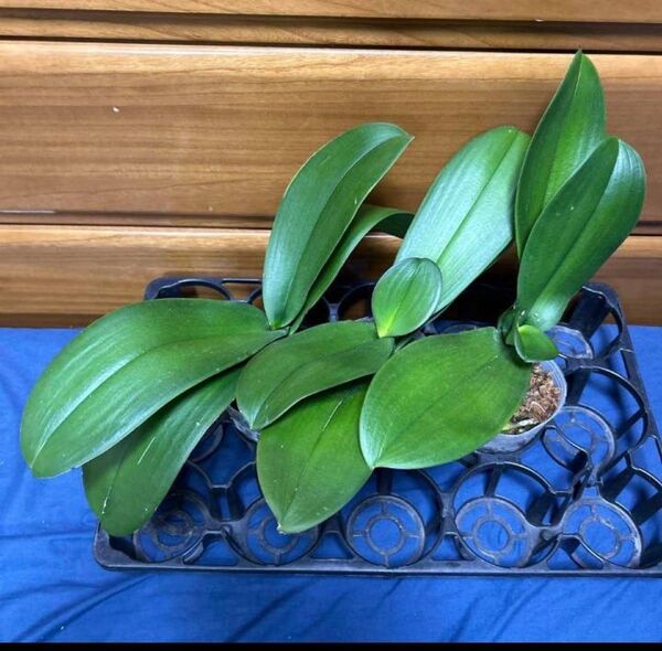 激安!元気モリモリ!胡蝶蘭株3株 白花大輪 胡蝶蘭鉢 胡蝶蘭苗 コチョウラン洋蘭 洋ラン