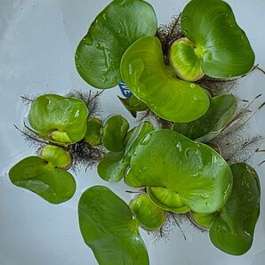 水草 ホテイアオイ ミニ 浮草 無農薬 送料無料 ホテイ草