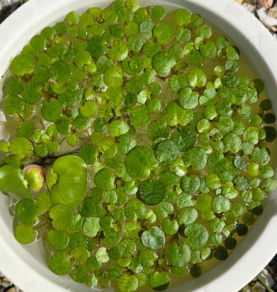 水草 ドワーフアマゾンフロッグピット ホテイ草子株 無農薬 送料無料 浮草