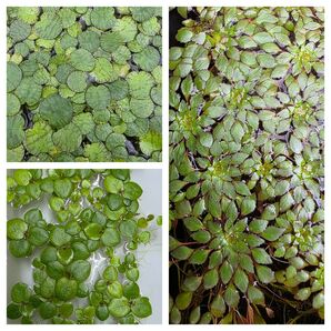 水草 フロッグピット2種 ウォーターダイヤ 1株 浮草3種セット 送料無料 無農薬