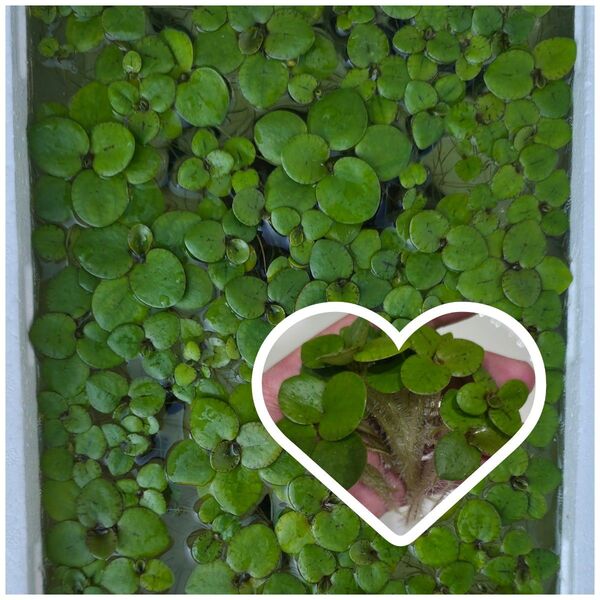水草 アマゾンフロッグビット 10株 浮草 無農薬 送料無料 メダカ