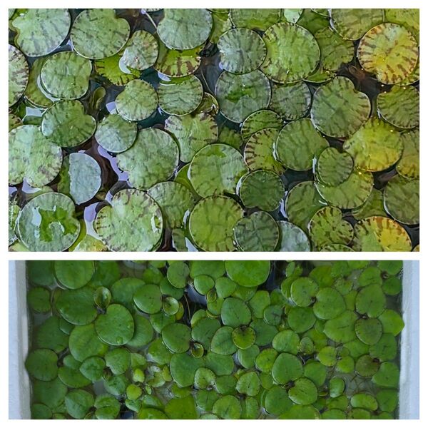 水草 アマゾンフロッグビット 5株 ドワーフアマゾンフロッグピット 5株 浮草2種セット 無農薬 送料無料 メダカ